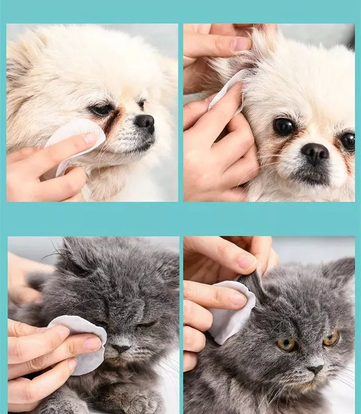 犬用の犬用のペットの耳の拭き取りが耳の掃除に最適な理由